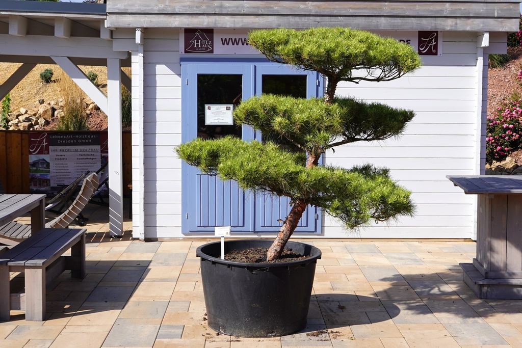 Japanische Rotkiefer - Pinus densiflora 'Oculus Draconis'