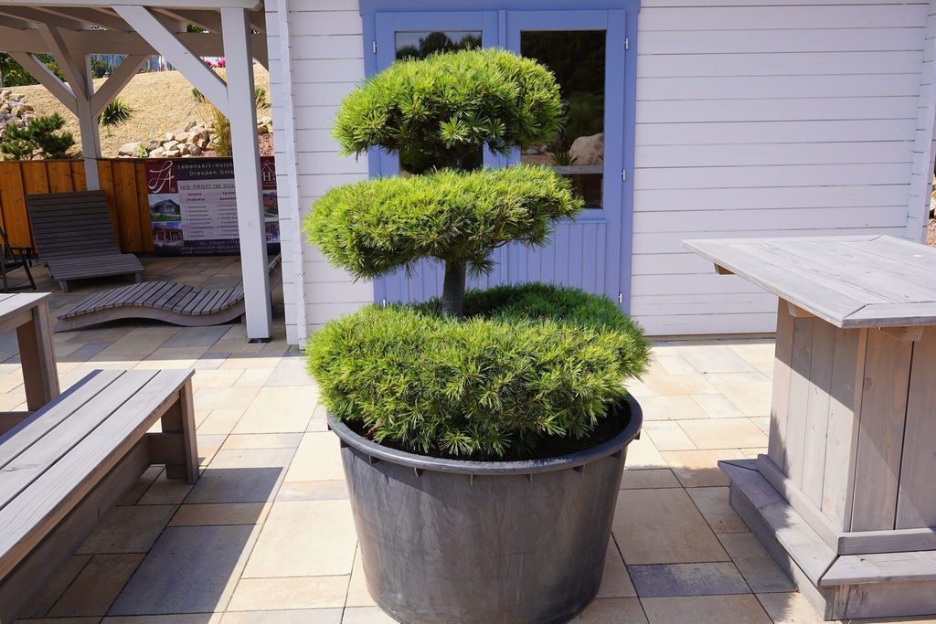 Zwergseidenkiefer / Pinus strobus 'Minuta'