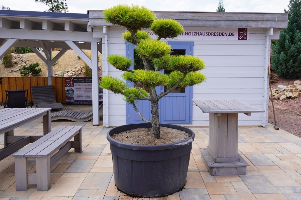 Japanische Goldzebra-Schwarzkiefer - Pinus thunbergii 'Ogon'