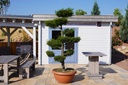 Korallenzypresse - Chamaecyparis obtusa 'Coralliformis'