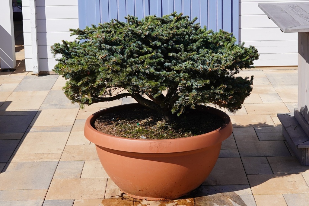 Zwerg-Yedofichte - Picea jezoensis 'Nana'