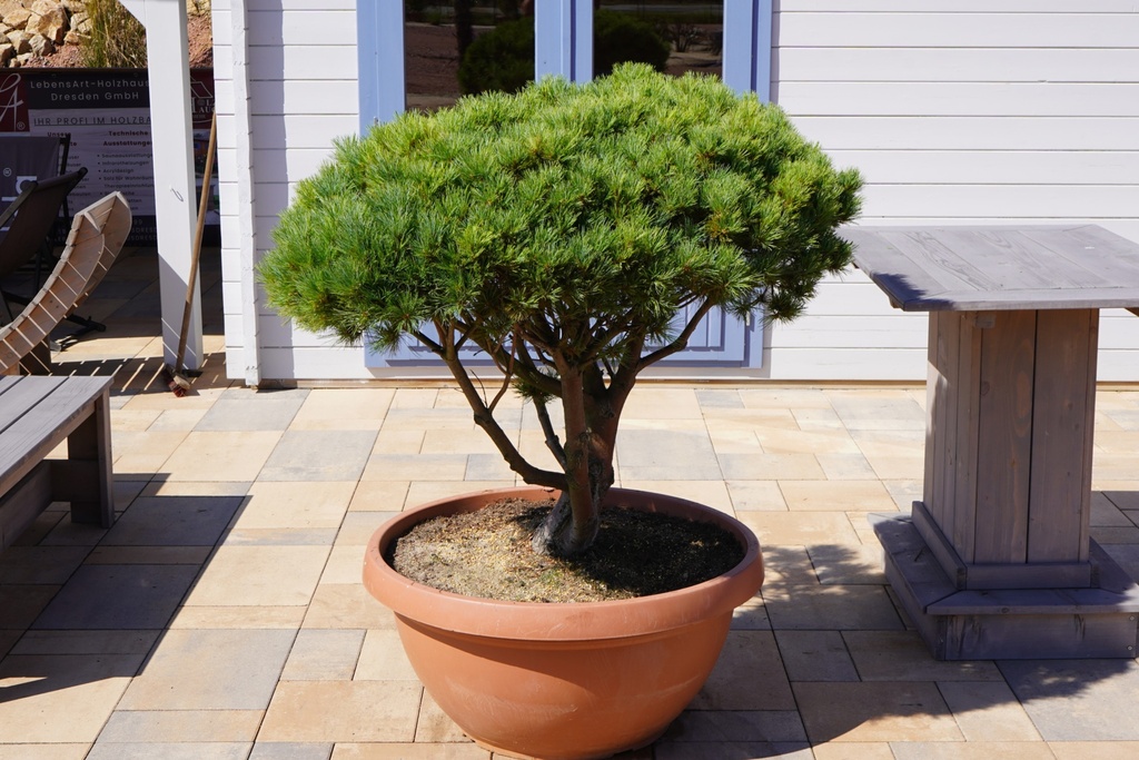 Zwerg-Weymouth-Kiefer - Pinus strobus 'Horsford'