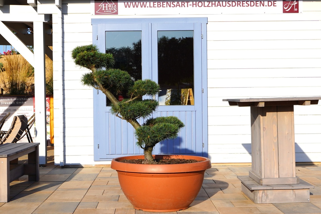 Japanische Weißkiefer - Pinus parviflora #Bonsai