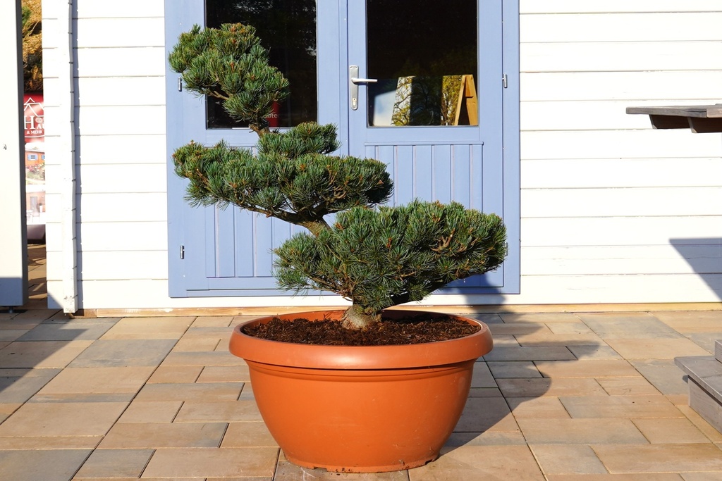 Japanische Weißkiefer - Pinus parviflora