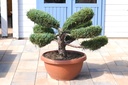 Chinesischer Wacholder - Juniperus chinensis 'Hetzii'