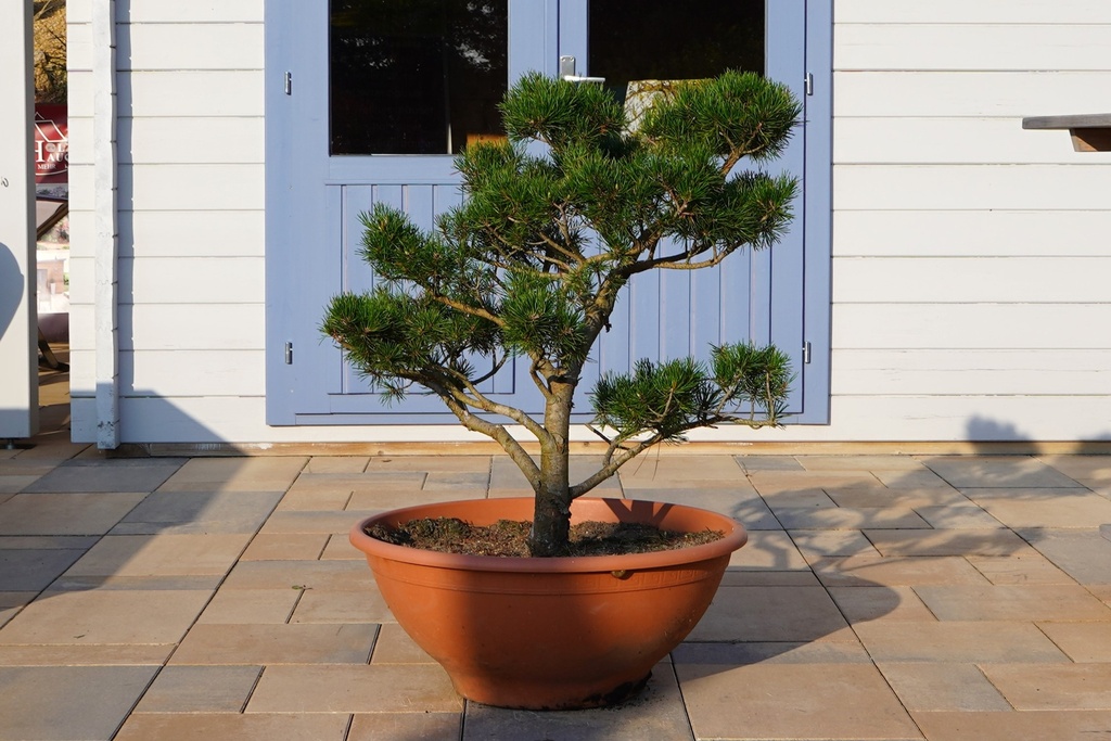 Jersey-Kiefer - Pinus virginiana Bonsai