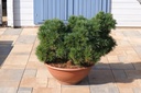 Miniseidenkiefer - Pinus strobus 'Northway Broom'