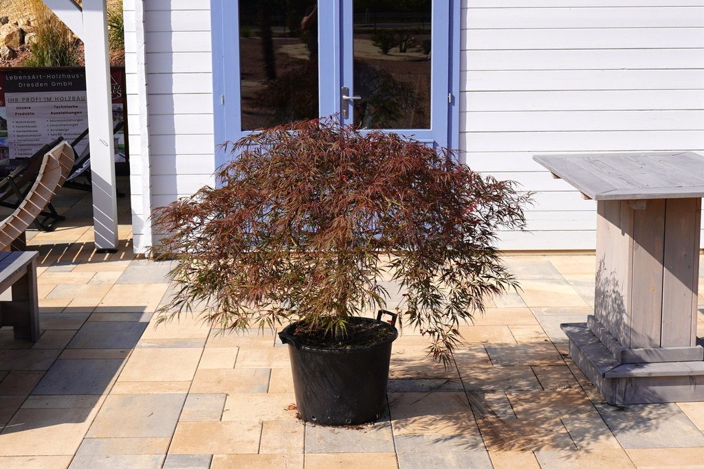 Dunkelroter Schlitzahorn - Acer palmatum 'Dissectum Garnet'