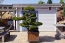 Japanische Eibe - Taxus cuspidata Bonsai