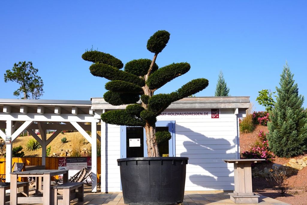 Europäische Eibe - Taxus baccata 140 Jahre alt Bonsai