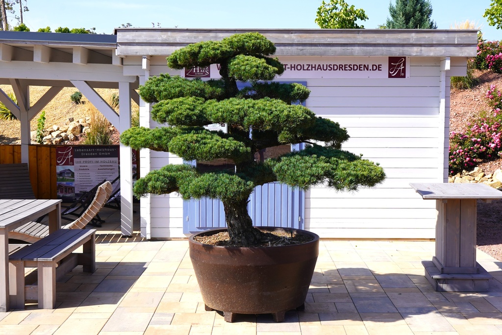 Mädchenkiefer - Pinus parviflora Bonsai Rarität