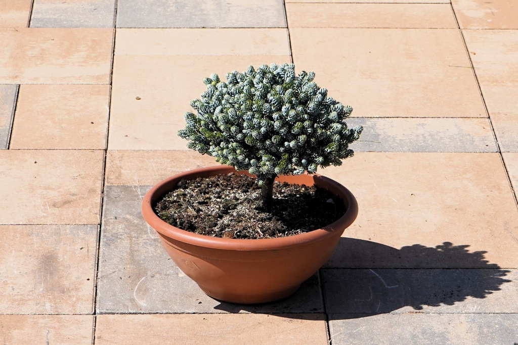 Abies koreana - Koreatanne 'Kohout's Icebreaker'