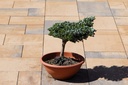 Abies koreana - Koreatanne 'Kohout's Icebreaker' #3