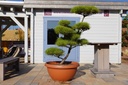 Japanische Rotkiefer / Pinus densiflora 'Oculus Draconis' #1