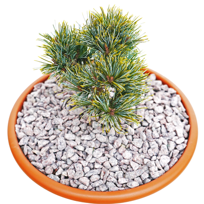 handveredelte Miniaturkiefer - Pinus koraiensis 'China Boy' - Miniatur- Koreakiefer silber- nadelig 20- 25cm