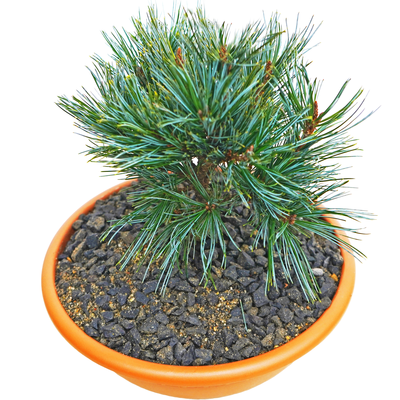handveredelte Zwergkiefer - Pinus koraiensis 'Jilin' - Zwerg- Koreakiefer silber/blau- nadelig 25- 30cm
