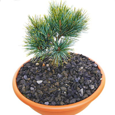 handveredelte Zwergkiefer - Pinus koraiensis 'La Lao Yang' - Zwerg- Koreakiefer silber- nadelig