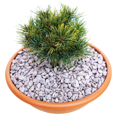 handveredelte Zwergkiefer - Pinus koraiensis 'Nihao' - Zwerg- Koreakiefer silber/grün- nadelig
