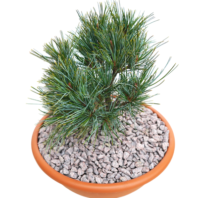 handveredelte Zwergkiefer - Pinus koraiensis 'Tsingtao' - Zwerg- Koreakiefer silber/blau- nadelig 25- 30cm