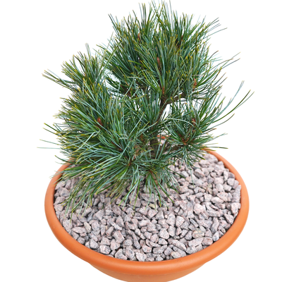 handveredelte Zwergkiefer - Pinus koraiensis 'Tsingtao' - Zwerg- Koreakiefer silber/blau- nadelig