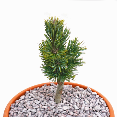 handveredelte Zwergkiefer - Pinus longaeva 'Shulman Grove' - langlebige Zwergkiefer silber/grün- nadelig 20- 25cm