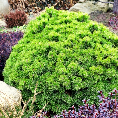 handveredelte Zwergkiefer - Pinus mugo 'Benjamin' - Zwerg- Latschenkiefer grün- nadelig