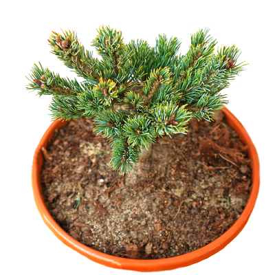handveredelte Zwergkiefer - Pinus parviflora 'Billie' - Zwerg- Mädchenkiefer grün- nadelig 20- 25cm