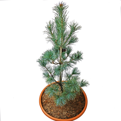 handveredelte Zwergkiefer - Pinus parviflora 'Blauer Engel' - Mädchenkiefer blau- nadelig 40- 50cm