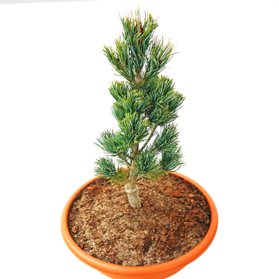 handveredelte Zwergkiefer - Pinus parviflora 'Azuma Yuaka' - Zwerg- Mädchenkiefer silber/blau- nadelig 25- 30cm