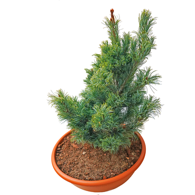 handveredelte Zwergkiefer - Pinus parviflora 'Bonni Bergmann' - Zwerg- Mädchenkiefer silber/grün- nadelig 30- 40cm
