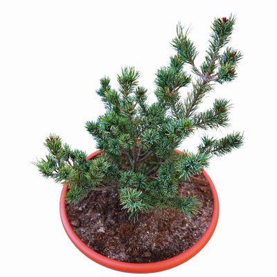 handveredelte Zwergkiefer - Pinus parviflora 'Floppy Joe' - Zwerg- Mädchenkiefer silber/blau- nadelig 25- 30cm