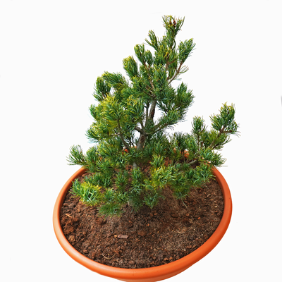 handveredelte Zwergkiefer - Pinus parviflora 'Flunky Ball (FW- 3)' - Zwerg- Mädchenkiefer grün- nadelig 25- 30cm