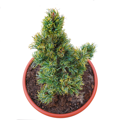handveredelte Zwergkiefer - Pinus parviflora 'Hatch Ichi' - Miniatur- Mädchenkiefer silber/blau- nadelig 15- 20cm