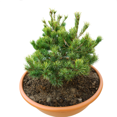 handveredelte Zwergkiefer - Pinus parviflora 'Iona' - Zwerg- Mädchenkiefer grün- nadelig 25- 30cm