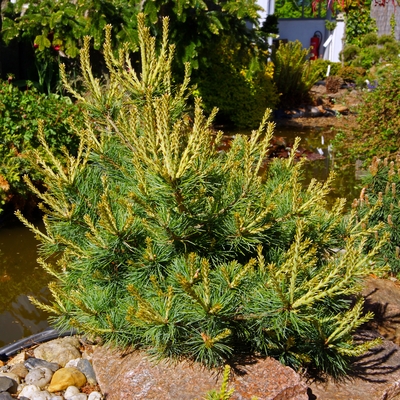handveredelte Zwergkiefer - Pinus parviflora 'Iona' - Zwerg- Mädchenkiefer grün- nadelig