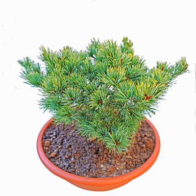handveredelte Zwergkiefer - Pinus parviflora 'Karen (FW- 7)' - Zwerg- Mädchenkiefer silber- nadelig 25- 30cm