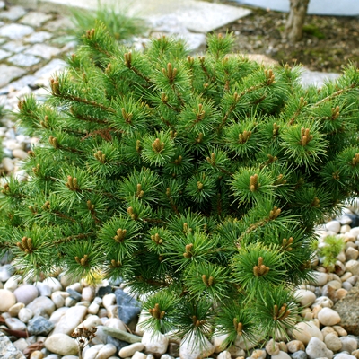 handveredelte Zwergkiefer - Pinus parviflora 'Karen (FW- 7)' - Zwerg- Mädchenkiefer silber- nadelig