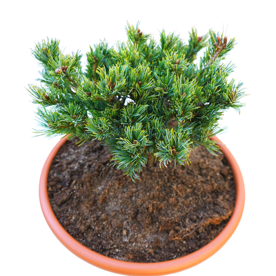 handveredelte Zwergkiefer - Pinus parviflora 'Kiomatsu' - Zwerg- Mädchenkiefer silber/blau- nadelig 25- 30cm