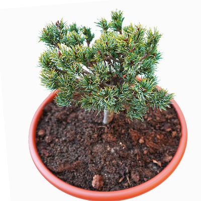 handveredelte Zwergkiefer - Pinus parviflora 'Kusu Dama' - Zwerg- Mädchenkiefer silber/blau- nadelig 25- 30cm