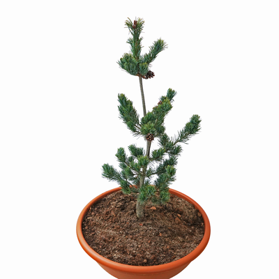 handveredelte Zwergkiefer - Pinus parviflora 'Nasu Yuraku' - Zwerg- Mädchenkiefer silber/blau- nadelig 30- 40cm
