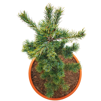 handveredelte Zwergkiefer - Pinus parviflora 'Shin- Sho' - Strauch- Mädchenkiefer silber/grün- nadelig 30- 40cm
