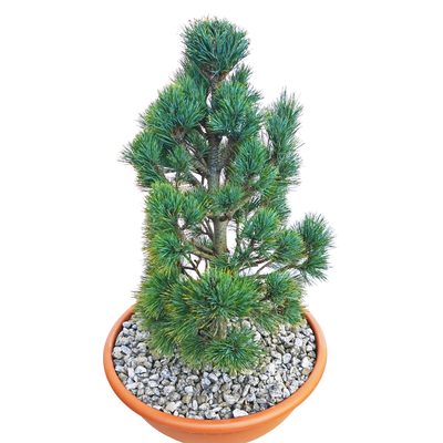 handveredelte Zwergkiefer - Pinus peuce 'Palister' - mazedonische- Zwergkiefer silber/grün- nadelig 25- 30cm