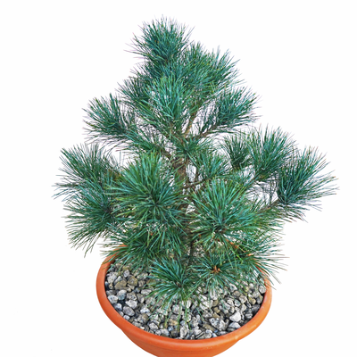 handveredelte Zwergkiefer - Pinus peuce 'Piroschka' - mazedonische- Zwergkiefer silber/blau- nadelig 25- 30cm