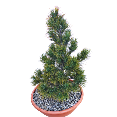 handveredelte Zwergkiefer - Pinus peuce 'Yugo' - mazedonische- Zwergkiefer silber/grün- nadelig 25- 30cm