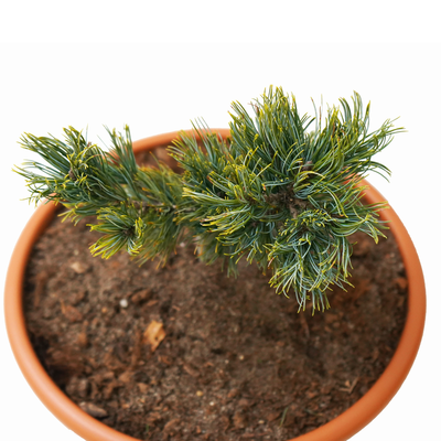 handveredelte Zwergkiefer - Pinus pumila 'Dwarf Blue' - sibirische- Zwergkiefer silber/blau- nadelig 20- 25cm