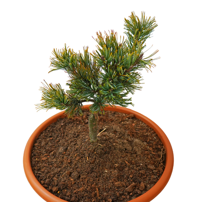 handveredelte Zwergkiefer - Pinus pumila 'Blue Mops' - sibirische- Kugelkiefer silber/blau- nadelig 20- 25cm