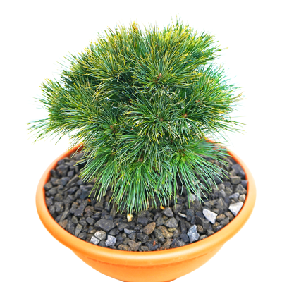 handveredelte Zwergkiefer - Pinus strobus 'Smaragdkissen' - Zwerg- Seidenkiefer silber/grün- nadelig 20- 25cm