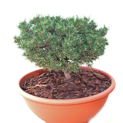 handveredelte Zwergkiefer - Pinus sylvestris 'Sandringham' - Zwerg- Waldkiefer silber/blau- nadelig 20- 25cm