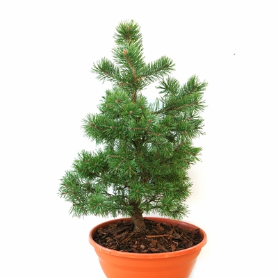 handveredelte Zwergkiefer - Pinus sylvestris 'Skyak' - nordische Zwerg- Waldkiefer gelb/grün- nadelig 30- 40cm