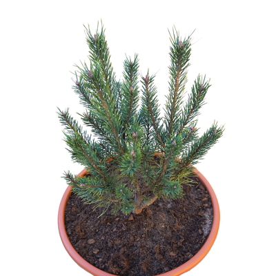handveredelte Zwergkiefer - Pinus sylvestris 'Watereri' - Strauch- Waldkiefer silber/blau- nadelig 25- 30cm